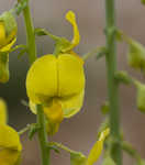 Showy rattlebox